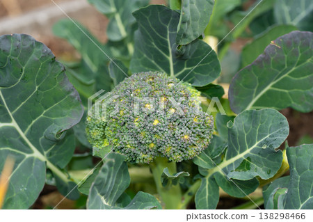 Broccoli in the field 138298466