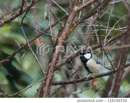 停在樹枝上的山雀 138298530