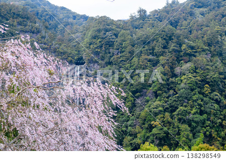 從和歌山縣青巖寺三重塔上眺望櫻花和那智瀑布 從和歌山縣青巖寺三重塔上眺望櫻花和那智瀑布 138298549