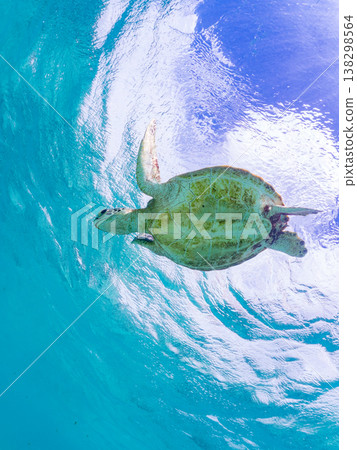 綠海龜和其他海洋生物浮出水面呼吸。美麗的珊瑚礁和成群的熱帶魚。沖繩縣島尻郡慶良間群島赤島前濱海灘 138298564