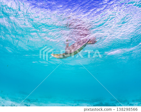 Green sea turtles and other marine life surface to breathe. Beautiful coral reefs and schools of tropical fish. Akajima Maehama Beach, Kerama Islands, Shimajiri District, Okinawa Prefecture 138298566