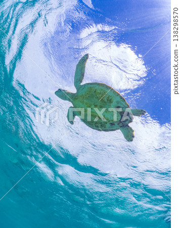 綠海龜和其他海洋生物浮出水面呼吸。美麗的珊瑚礁和成群的熱帶魚。沖繩縣島尻郡慶良間群島赤島前濱海灘 138298570