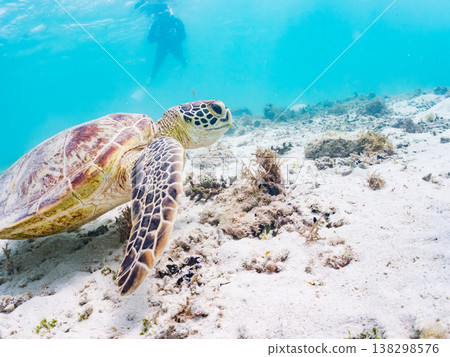 綠海龜和其他海洋生物浮出水面呼吸。美麗的珊瑚礁和成群的熱帶魚。沖繩縣島尻郡慶良間群島赤島前濱海灘 138298576