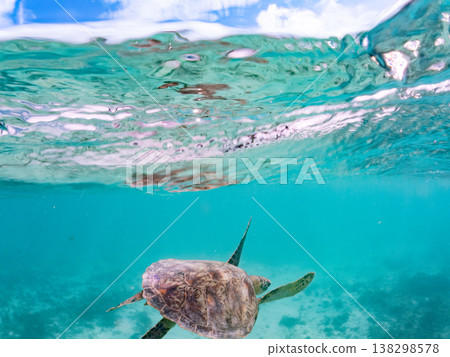 綠海龜和其他海洋生物浮出水面呼吸。美麗的珊瑚礁和成群的熱帶魚。沖繩縣島尻郡慶良間群島赤島前濱海灘 綠海龜和其他海洋生物浮出水面呼吸。美麗的珊瑚礁和成群的熱帶魚。沖繩縣島尻郡慶良間群島赤島前濱海灘 138298578