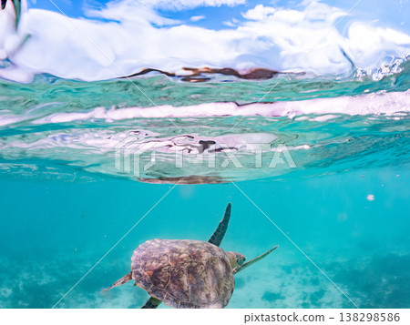 Green sea turtles and other marine life surface to breathe. Beautiful coral reefs and schools of tropical fish. Akajima Maehama Beach, Kerama Islands, Shimajiri District, Okinawa Prefecture 138298586