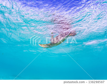 Green sea turtles and other marine life surface to breathe. Beautiful coral reefs and schools of tropical fish. Akajima Maehama Beach, Kerama Islands, Shimajiri District, Okinawa Prefecture 138298587