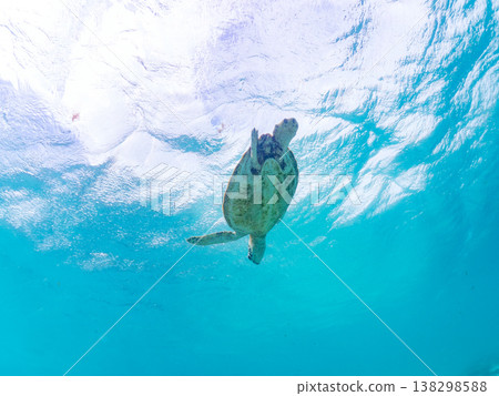 Green sea turtles and other marine life surface to breathe. Beautiful coral reefs and schools of tropical fish. Akajima Maehama Beach, Kerama Islands, Shimajiri District, Okinawa Prefecture 138298588