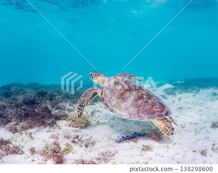綠海龜和其他海洋生物浮出水面呼吸。美麗的珊瑚礁和成群的熱帶魚。沖繩縣島尻郡慶良間群島赤島前濱海灘 綠海龜和其他海洋生物浮出水面呼吸。美麗的珊瑚礁和成群的熱帶魚。沖繩縣島尻郡慶良間群島赤島前濱海灘 138298600