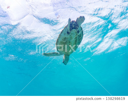 Green sea turtles and other marine life surface to breathe. Beautiful coral reefs and schools of tropical fish. Akajima Maehama Beach, Kerama Islands, Shimajiri District, Okinawa Prefecture 138298619