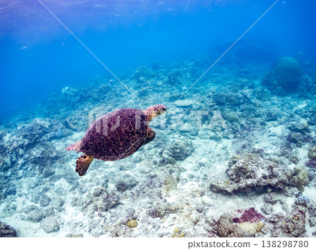 綠海龜和其他海洋生物浮出水面呼吸。美麗的珊瑚礁和成群的熱帶魚。沖繩縣島尻郡慶良間群島赤島赤海灘 綠海龜和其他海洋生物浮出水面呼吸。美麗的珊瑚礁和成群的熱帶魚。沖繩縣島尻郡慶良間群島赤島赤海灘 138298780
