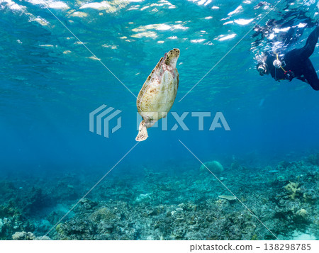 綠海龜和其他海洋生物浮出水面呼吸。美麗的珊瑚礁和成群的熱帶魚。沖繩縣島尻郡慶良間群島赤島赤海灘 綠海龜和其他海洋生物浮出水面呼吸。美麗的珊瑚礁和成群的熱帶魚。沖繩縣島尻郡慶良間群島赤島赤海灘 138298785