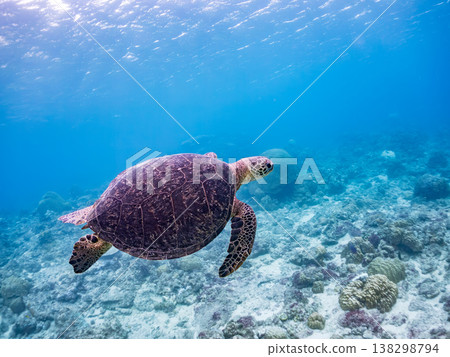 綠海龜和其他海洋生物浮出水面呼吸。美麗的珊瑚礁和成群的熱帶魚。沖繩縣島尻郡慶良間群島赤島赤海灘 138298794