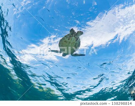綠海龜和其他海洋生物浮出水面呼吸。美麗的珊瑚礁和成群的熱帶魚。沖繩縣島尻郡慶良間群島赤島赤海灘 綠海龜和其他海洋生物浮出水面呼吸。美麗的珊瑚礁和成群的熱帶魚。沖繩縣島尻郡慶良間群島赤島赤海灘 138298814