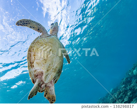 綠海龜和其他海洋生物浮出水面呼吸。美麗的珊瑚礁和成群的熱帶魚。沖繩縣島尻郡慶良間群島赤島赤海灘 綠海龜和其他海洋生物浮出水面呼吸。美麗的珊瑚礁和成群的熱帶魚。沖繩縣島尻郡慶良間群島赤島赤海灘 138298817