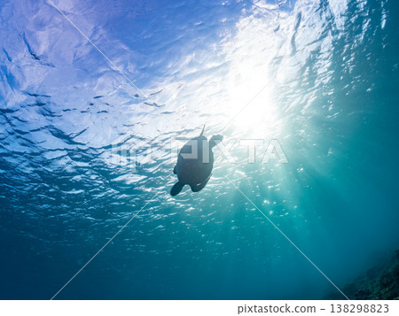 綠海龜和其他海洋生物浮出水面呼吸。美麗的珊瑚礁和成群的熱帶魚。沖繩縣島尻郡慶良間群島赤島赤海灘 138298823