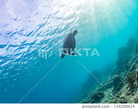 綠海龜和其他海洋生物浮出水面呼吸。美麗的珊瑚礁和成群的熱帶魚。沖繩縣島尻郡慶良間群島赤島赤海灘 綠海龜和其他海洋生物浮出水面呼吸。美麗的珊瑚礁和成群的熱帶魚。沖繩縣島尻郡慶良間群島赤島赤海灘 138298824
