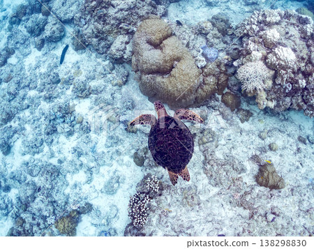 綠海龜和其他海洋生物浮出水面呼吸。美麗的珊瑚礁和成群的熱帶魚。沖繩縣島尻郡慶良間群島赤島赤海灘 138298830