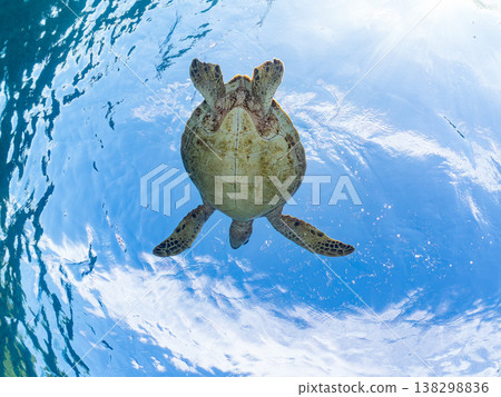 Green sea turtles and other marine life surface to breathe. Beautiful coral reefs and schools of tropical fish. Aka Beach, Aka Island, Kerama Islands, Shimajiri District, Okinawa Prefecture 138298836
