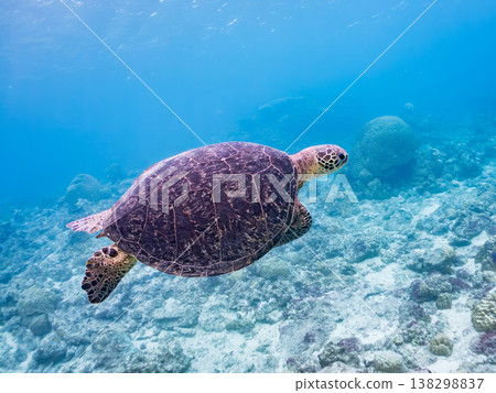Green sea turtles and other marine life surface to breathe. Beautiful coral reefs and schools of tropical fish. Aka Beach, Aka Island, Kerama Islands, Shimajiri District, Okinawa Prefecture 138298837