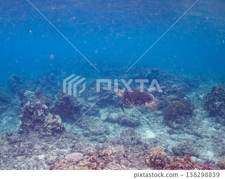 Green sea turtles and other marine life surface to breathe. Beautiful coral reefs and schools of tropical fish. Aka Beach, Aka Island, Kerama Islands, Shimajiri District, Okinawa Prefecture 138298839