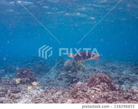 綠海龜和其他海洋生物浮出水面呼吸。美麗的珊瑚礁和成群的熱帶魚。沖繩縣島尻郡慶良間群島赤島赤海灘 138298855