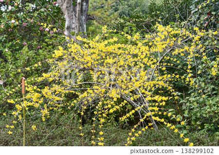 Forsythia Forsythia Forsythia Forsythia 138299102