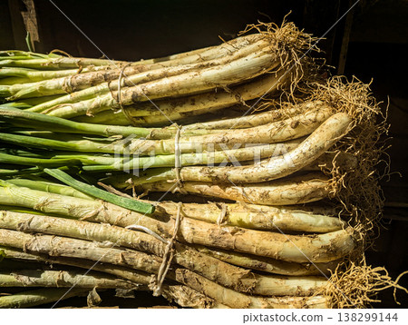 Fresh calcots (green onions) with roots, traditional Catalan vegetable harvest Fresh calcots (green onions) with roots, traditional Catalan vegetable harvest 138299144