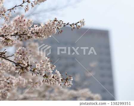 在Kinshiko公園的櫻花 138299351