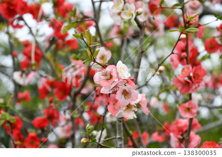 Japanese quince (Boke) 138300035