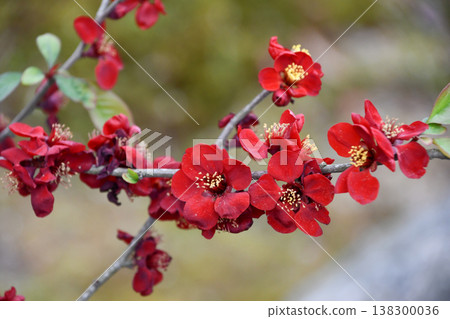 Black-glossed quince (Kokkouboke) 138300036