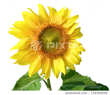 Sunflower yellow flower nature summer blossom bloom petal bright plant Sunflower with vivid yellow petal full bloom against white background, close up floral macro detail with green leaf Sunflower yellow flower nature summer blossom bloom petal bright plant Sunflower with vivid yellow petal full bloom against white background, close up floral macro detail with green leaf 138300089