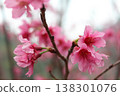 台灣嘉義半天岩盛開的粉紅櫻花枝條 138301076
