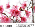 台灣嘉義盛開的粉紅色櫻花和苞片，背景是皚皚白雪。 138301077
