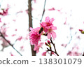 台灣嘉義盛開的粉紅櫻花花簇與枝條上的葉子 138301079