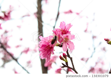 Clusters of pink cherry blossoms and leaves in full bloom in Chiayi, Taiwan Clusters of pink cherry blossoms and leaves in full bloom in Chiayi, Taiwan 138301079