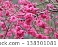 台灣嘉義盛開的粉紅櫻花，背景是蔚藍的天空 138301081