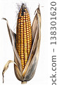 Vibrant Golden Corn Cob with Silks and Husk Detailed Illustration on White Background 138301620