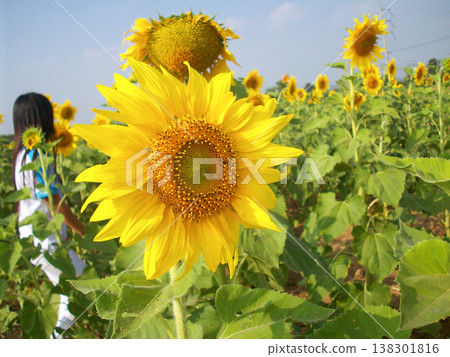 Sunflower field summer bloom yellow nature outdoor sunny daylight agriculture Sunflower field clear blue sky with bright yellow bloom and green leaf warm summer daylight, peaceful rural nature Sunflower field summer bloom yellow nature outdoor sunny daylight agriculture Sunflower field clear blue sky with bright yellow bloom and green leaf warm summer daylight, peaceful rural nature 138301816