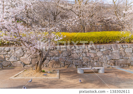 （山梨縣）舞鶴城公園（甲府城遺址）櫻花盛開 138302611