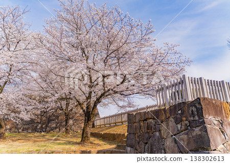 (山梨縣)舞鶴城公園(甲府城遺址)櫻花盛開 (山梨縣)舞鶴城公園(甲府城遺址)櫻花盛開 138302613