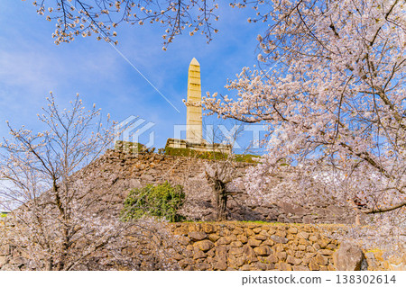 (Yamanashi Prefecture) Cherry blossoms in bloom at Maizuru Castle Park (Kofu Castle Ruins) 138302614