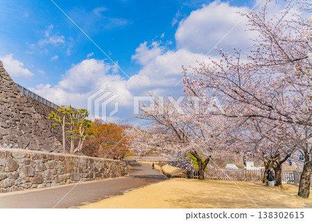 (Yamanashi Prefecture) Cherry blossoms in bloom at Maizuru Castle Park (Kofu Castle Ruins) 138302615