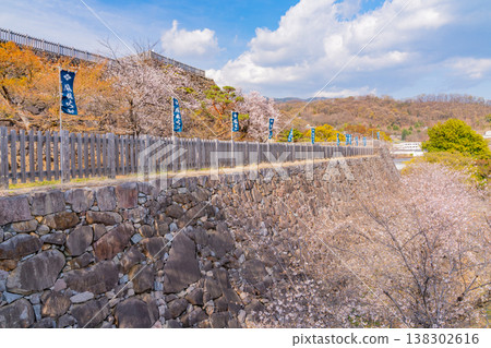 (Yamanashi Prefecture) Cherry blossoms in bloom at Maizuru Castle Park (Kofu Castle Ruins) 138302616