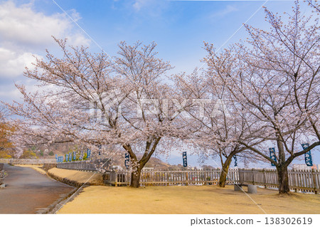 (Yamanashi Prefecture) Cherry blossoms in bloom at Maizuru Castle Park (Kofu Castle Ruins) (Yamanashi Prefecture) Cherry blossoms in bloom at Maizuru Castle Park (Kofu Castle Ruins) 138302619