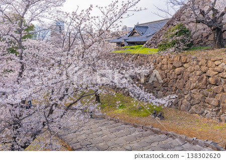 (Yamanashi Prefecture) Cherry blossoms in bloom at Maizuru Castle Park (Kofu Castle Ruins) (Yamanashi Prefecture) Cherry blossoms in bloom at Maizuru Castle Park (Kofu Castle Ruins) 138302620