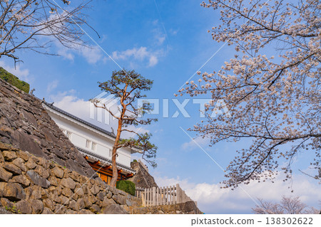(Yamanashi Prefecture) Cherry blossoms in bloom at Maizuru Castle Park (Kofu Castle Ruins) (Yamanashi Prefecture) Cherry blossoms in bloom at Maizuru Castle Park (Kofu Castle Ruins) 138302622