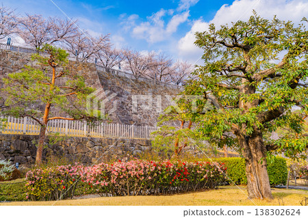 (山梨縣)舞鶴城公園(甲府城遺址)櫻花盛開 (山梨縣)舞鶴城公園(甲府城遺址)櫻花盛開 138302624