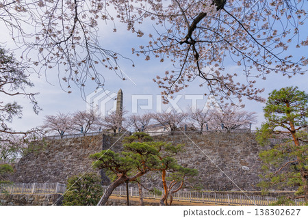 (Yamanashi Prefecture) Cherry blossoms in bloom at Maizuru Castle Park (Kofu Castle Ruins) (Yamanashi Prefecture) Cherry blossoms in bloom at Maizuru Castle Park (Kofu Castle Ruins) 138302627