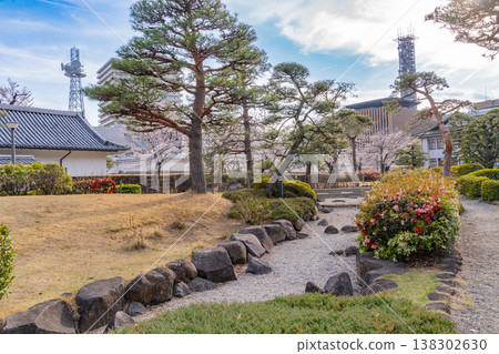 (Yamanashi Prefecture) Cherry blossoms in bloom at Maizuru Castle Park (Kofu Castle Ruins) 138302630