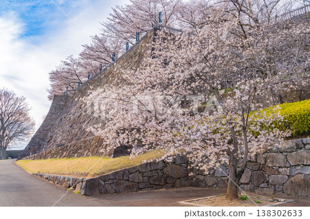 (Yamanashi Prefecture) Cherry blossoms in bloom at Maizuru Castle Park (Kofu Castle Ruins) 138302633